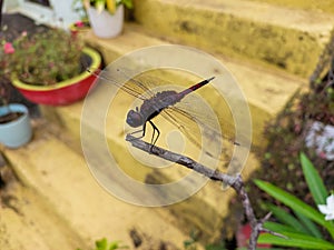 Dragonfly sitting on green leaves plant growing in garden, nature photography, closeup of wings and eyes of insect