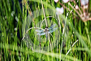 Dragonfly sitting on a green stalk of grass