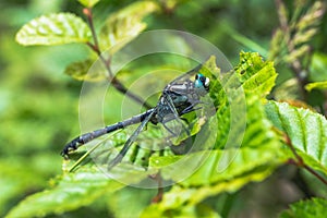 Dragonfly sitting on a leaf in sunny day - Aeshna cyanea