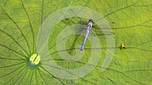 Dragonfly sitting on a lily pad shot from above