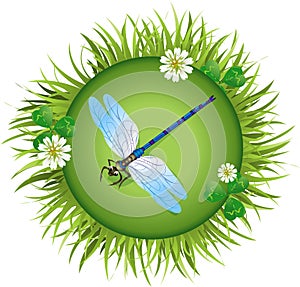 Dragonfly sitting on a meadow