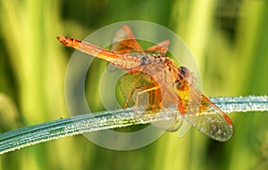 Dragonfly sitting in paddy leaf in morning.