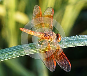 Dragonfly sitting in paddy leaf in morning