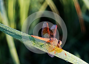 Dragonfly sitting in paddy leaf in morning