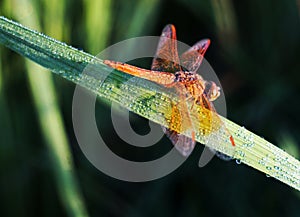 Dragonfly sitting in paddy leaf in morning