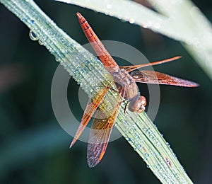 Dragonfly sitting in paddy leaf in morning