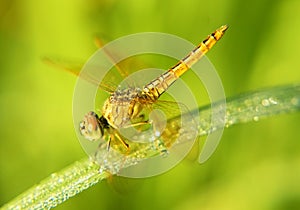 Dragonfly sitting in paddy leaf in morning