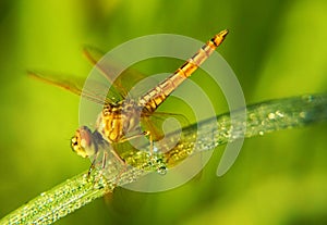 Dragonfly sitting in paddy leaf in morning