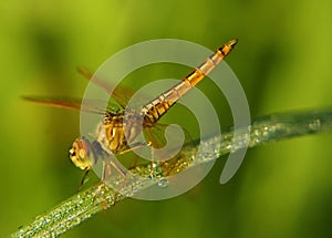 Dragonfly sitting in paddy leaf in morning