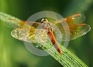 Dragonfly sitting in paddy leaf in morning