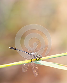 Dragonfly sitting on the plant