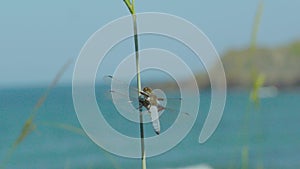 Dragonfly is sitting on the plant stem