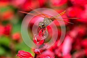 Dragonfly sitting on red flower closeup