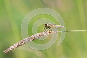 Dragonfly sitting on the spikelet on a green meadow