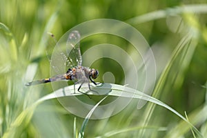 Dragonfly sitting on the stalk of grass