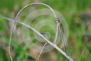 Dragonfly sitting on twig, adult female enallagma cyathigerum common blue damselfly, common bluet, northern bluet