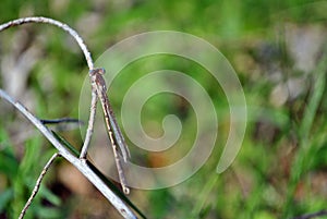 Dragonfly sitting on twig, adult female enallagma cyathigerum common blue damselfly, common bluet, northern bluet