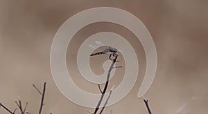 Dragonfly sitting on a twig photo