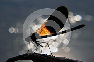 Dragonfly sitting on a water stick 1