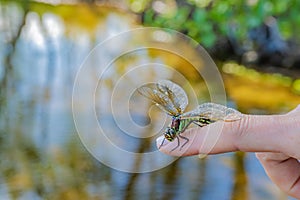 Dragonfly sitting on a woman`s finger