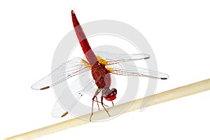 Dragonfly sitting on the wooden stick isolated on a white