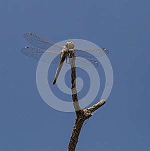 Dragonfly, skimmer,  insect, probably vagrant darter, Close up