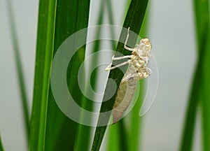 Dragonfly skin on leaf