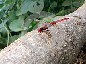 Dragonfly species Anisoptera