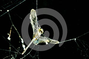 Dragonfly in spider web