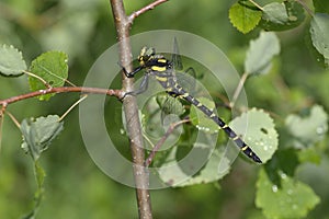 Dragonfly Spiketail, Cordulegastridae, sitting on a tree trunk, Carpathians.