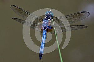 Dragonfly with Spread Wings on a Stalk of Grass