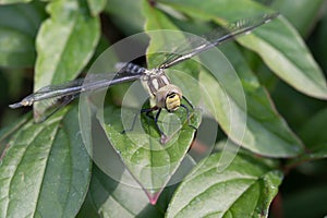 Dragonfly with spreaded wings resting on green leaves in summer garden