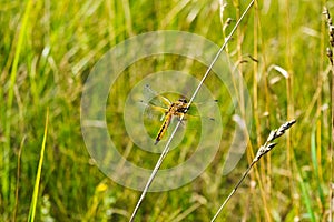 a dragonfly in a spring meadow on a sunny warm day.