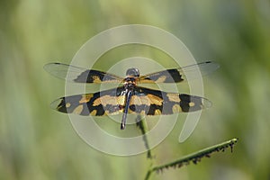 Dragonfly in springtime