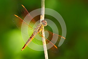 Dragonfly from Sri Lanka. Asian Grounding, Brachythemis contaminata, sitting on the green leaves. Beautiful dragon fly in the