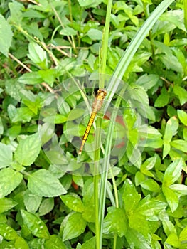 Dragonfly sri lanka beautiful animal