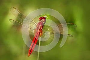 Dragonfly from Sri Lanka. Oriental Scarlet, Crocothemis servilia, sitting on the green leaves. Beautiful dragon fly in the nature