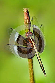 Dragonfly from Sri Lanka. Pied Parasol, Neurothemis tullia, sitting on the green leaves. Beautiful dragonfly in the nature habitat