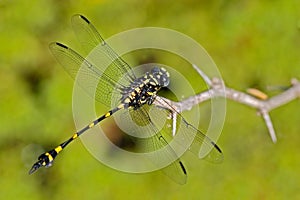 Dragonfly from Sri Lanka. Rapacious Flangetail, Ictinogomphus rapax, sitting on the green leaves. Beautiful dragon fly in the photo