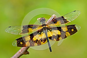 Dragonfly from Sri Lanka. Variegated Flutterer, Rhyothemis variegata, sitting on the green leaves. Beautiful dragon fly in the nat