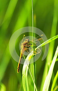 Dragonfly on stalk of grass