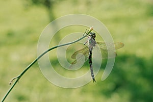 Dragonfly that is standing on the grass blade on the background of green grass