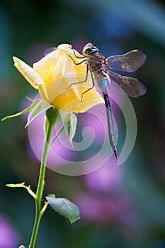 Dragonfly stay on flower yellow rose