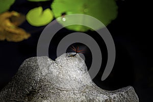 dragonfly stay on a stone