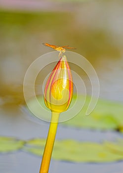 Dragonfly staying on top of lotus bud