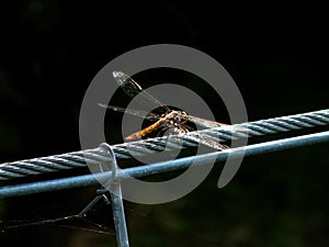 Dragonfly on Steel Cable