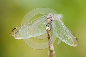 A dragonfly on a stem