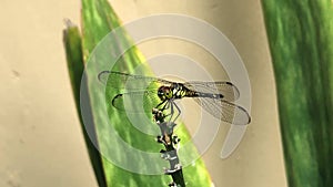 Dragonfly on a stem behind aloe-vera plant