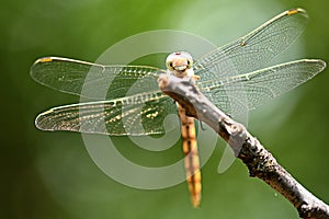 Dragonfly