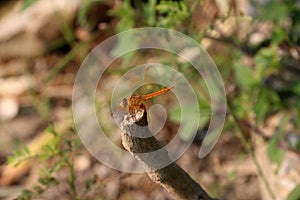 Dragonfly on the stick of tree and on the nature background.